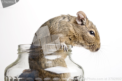 Image of mouse in jar