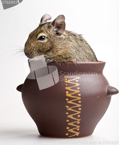 Image of mouse in pot