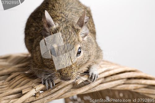 Image of mouse on basket