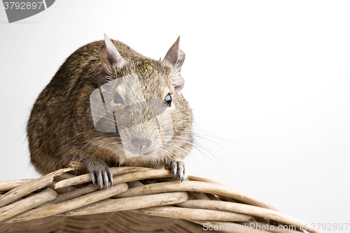 Image of degu hamster