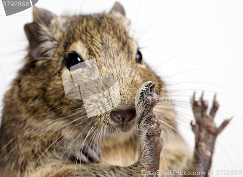 Image of degu rodent