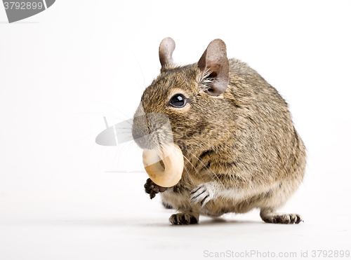 Image of rodent with crisp