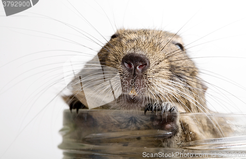 Image of fat hamster in jar