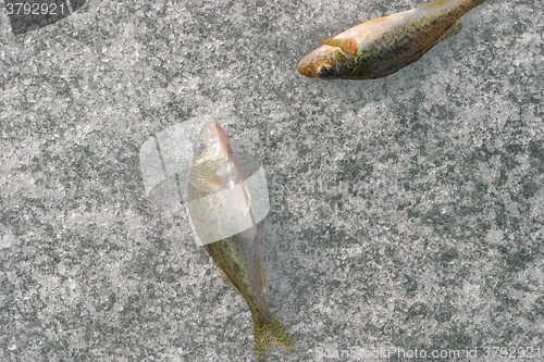 Image of Fishs on ice