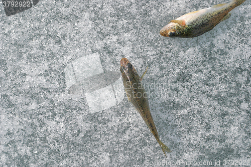 Image of Fishs on ice