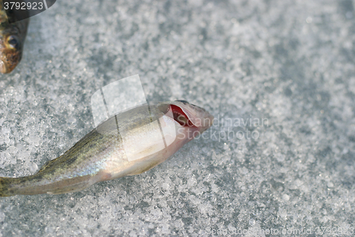 Image of live fish. red gills