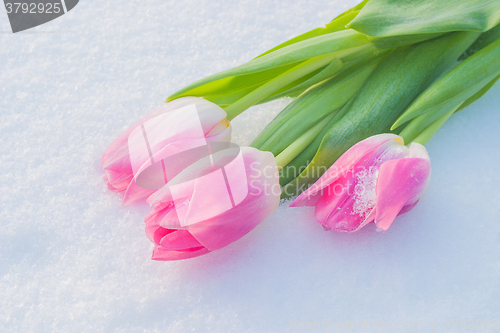 Image of Spring card with tulips in the snow