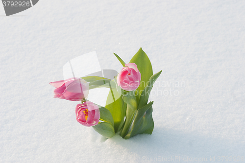 Image of Spring card with tulips in the snow