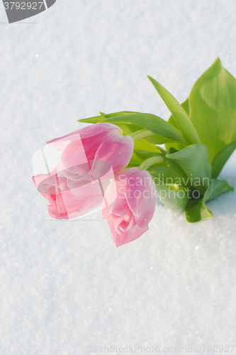 Image of Spring card with tulips in the snow