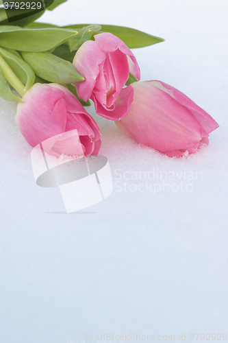 Image of Spring card with tulips in the snow