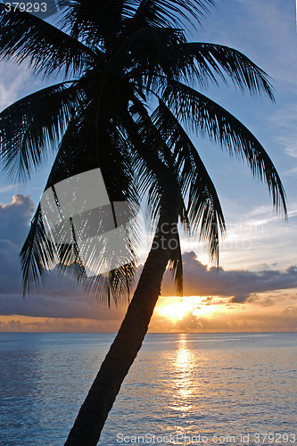 Image of Tropical Sundown