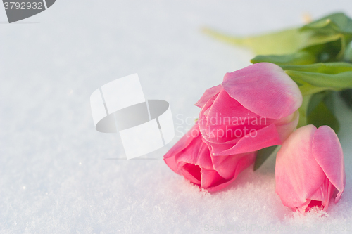 Image of Spring card with tulips in the snow