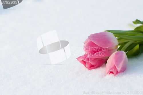 Image of Spring card with tulips in the snow