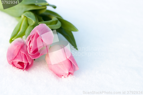 Image of Spring card with tulips in the snow