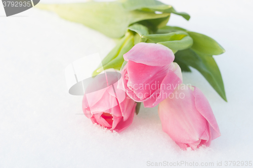 Image of Spring card with tulips in the snow