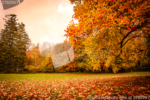 Image of Autumn leaves under a tree in the park