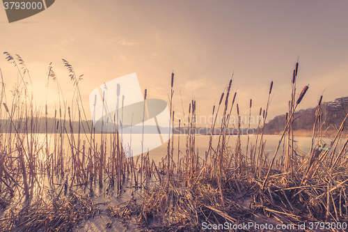 Image of Reeds in a frozen lake in the sunset