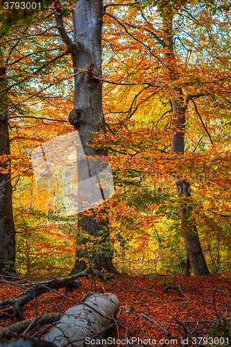 Image of Trees in the woods in the fall