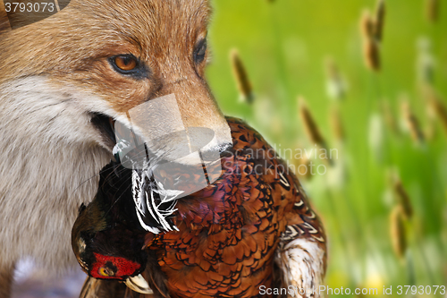 Image of Fox with a feasan in mouth