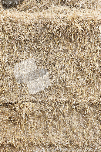 Image of Hay
