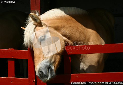 Image of Horse head