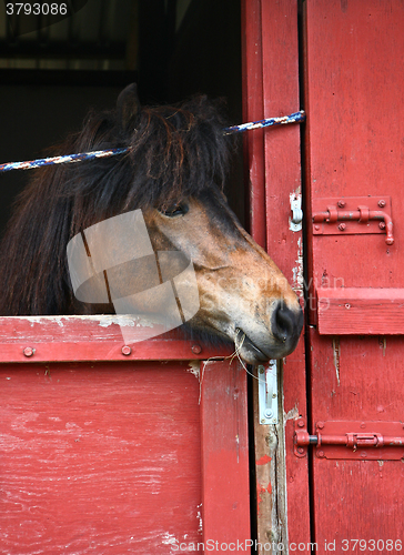 Image of Horse head