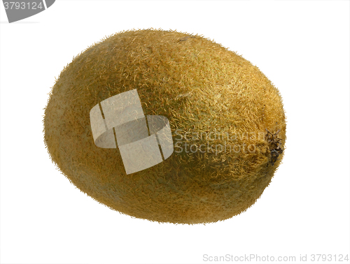 Image of Kiwi