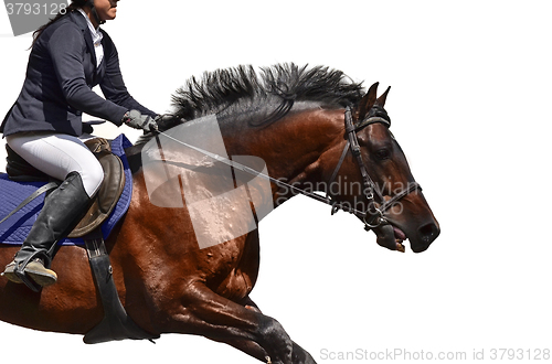 Image of Horse race