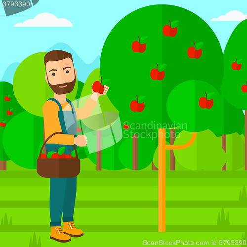 Image of Farmer collecting apples.