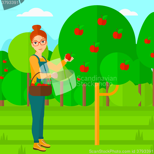 Image of Farmer collecting apples.