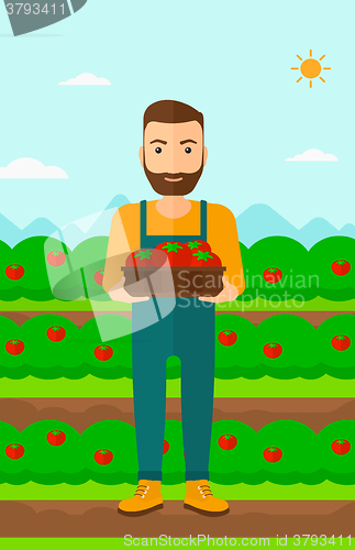 Image of Farmer collecting tomatos.