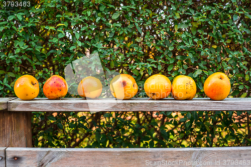 Image of Apples on a row