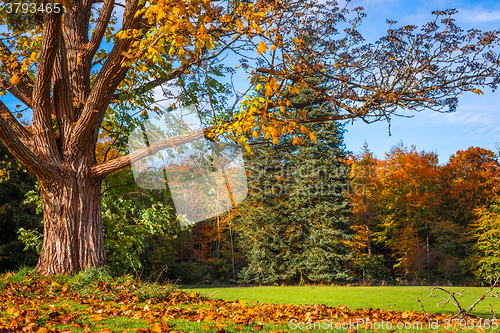 Image of Big tree losing the leaves