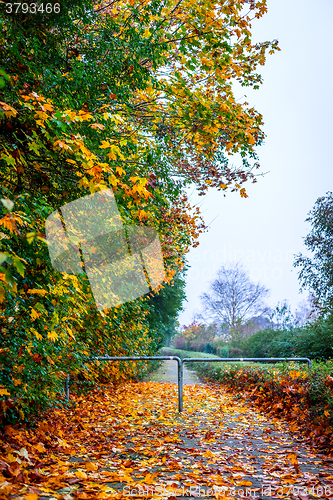 Image of Path in the park with autumn maple