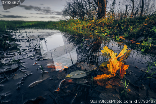 Image of Autumn maple in a dark puddle