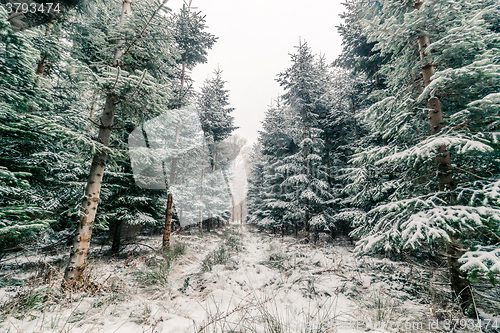 Image of Forest with pine trees in the winter