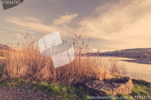 Image of Reeds in the winter at a frozen lake