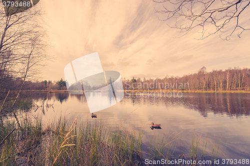 Image of Idyllic lake scenery with lure ducks