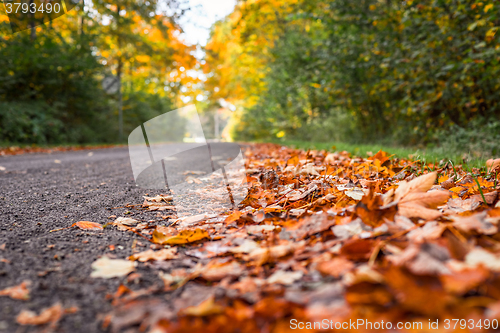 Image of Autumn leaves by the road