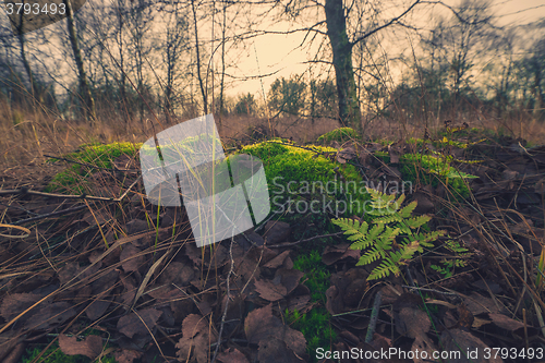 Image of Green fern in a forest