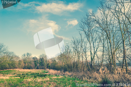 Image of Trees on a field with blue sky