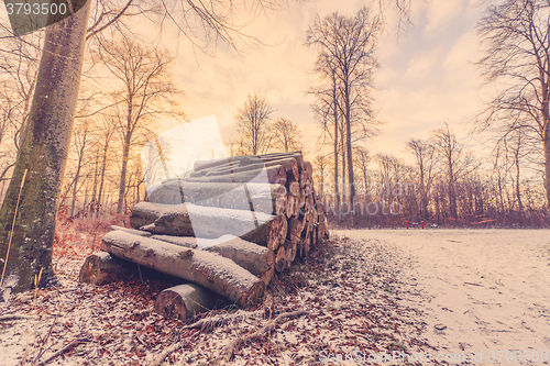 Image of Wood stack in a forest sunrise