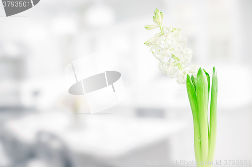 Image of White hyacinth flower in a kitchen