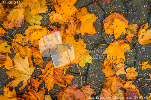 Image of Colorful leaves on the sidewalk