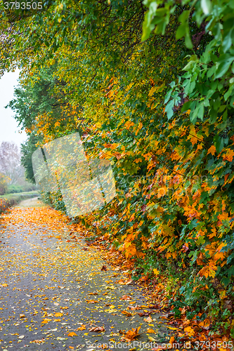 Image of Park lane with autumn leaves