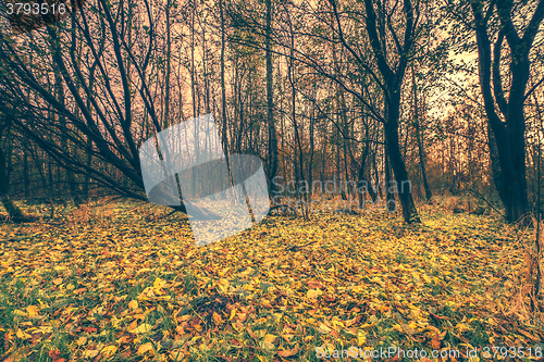 Image of Colorful leaves on the ground in the forest