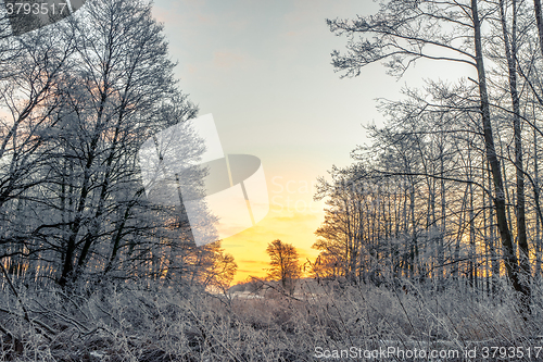 Image of Sunrise in a forest on a cold morning