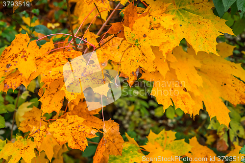 Image of Yellow autumn maple in the fall