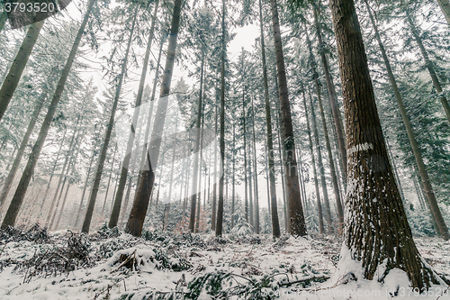 Image of Pine tree forest in Scandinavia