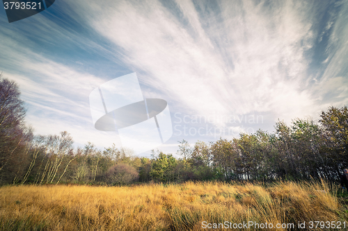 Image of Nature from Denmark with birch trees